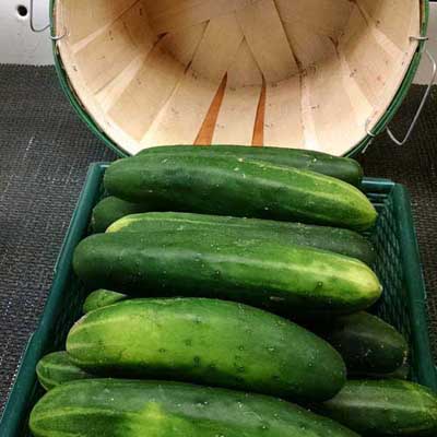 Matenaer's Produce Cucumbers