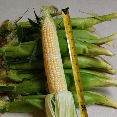 Matenaer's Produce Bi-color Sweet Corn Cobs with Measuring Tape