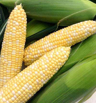 Bi-color Sweet Corn on the Cob